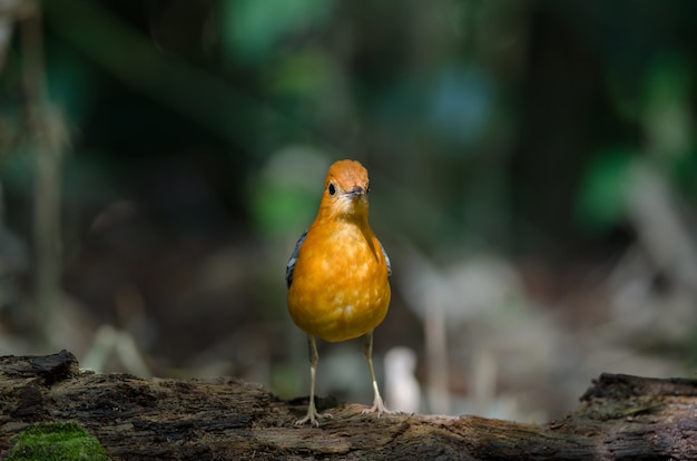 Tordo-de-cabeça-laranja (Geokichla citrina) na natureza Tailândia