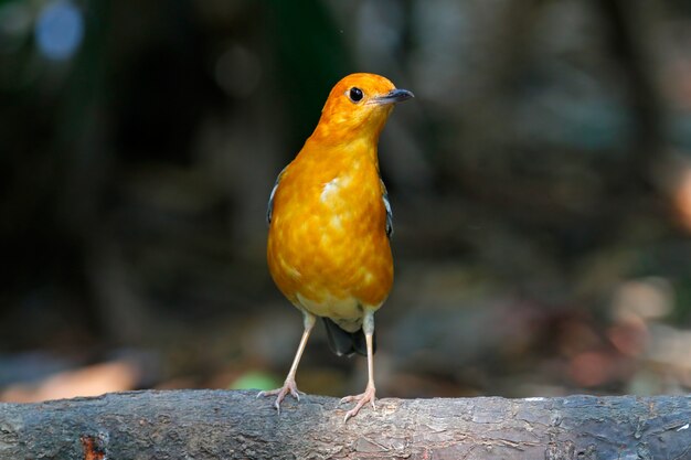 Tordo-de-cabeça-laranja Zoothera citrina Belas aves da Tailândia