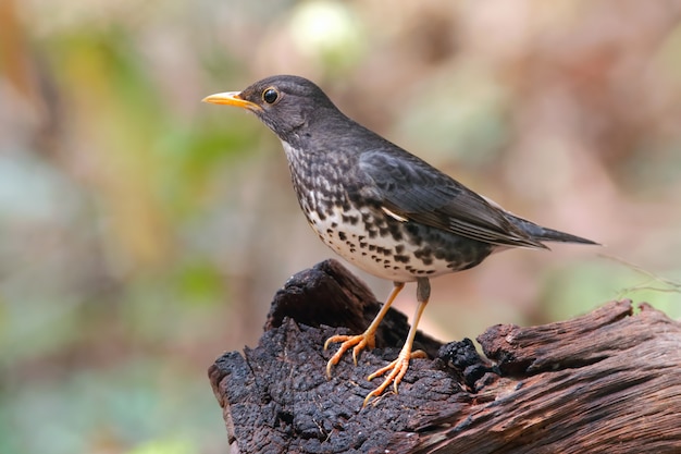 Tordo japonés Turdus cardis hermosas aves masculinas de Tailandia