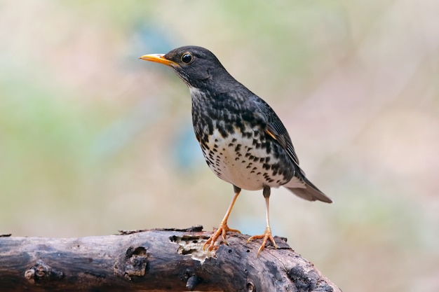 Tordo japonés Turdus cardis Hermosos pájaros masculinos de Tailandia