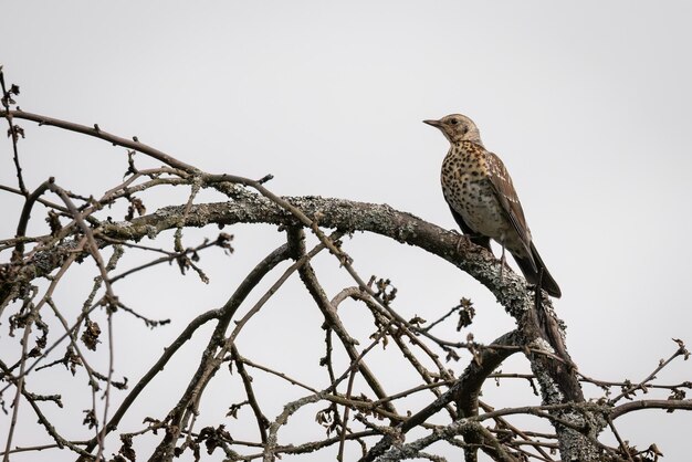 Foto un tordo de madera sentado en una rama de un árbol es una ceniza de montaña