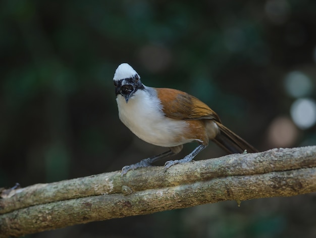 Tordo de risa Blanco-con cresta (Garrulax leucolophus) en la naturaleza, Tailandia