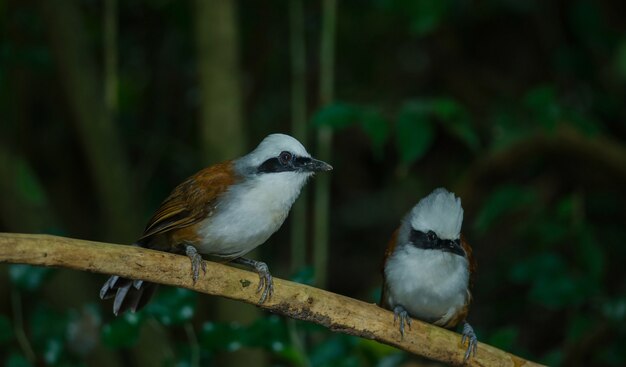 Tordo de risa de cresta blanca (Garrulax leucolophus) en la naturaleza, Tailandia