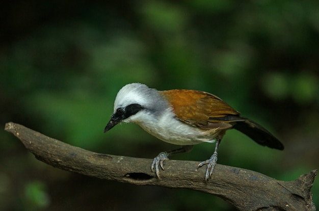 Tordo de risa de cresta blanca (Garrulax leucolophus)