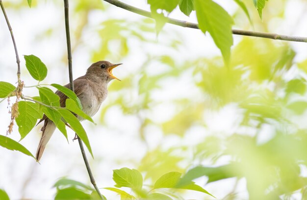 Tordo rouxinol luscinia luscinia um pássaro senta em um galho e canta