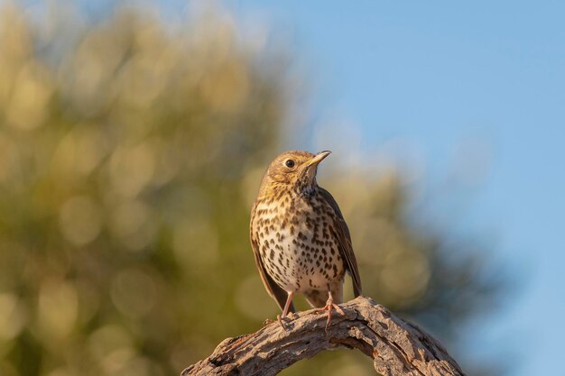 Tordo (Turdus philomelos) Málaga, Espanha