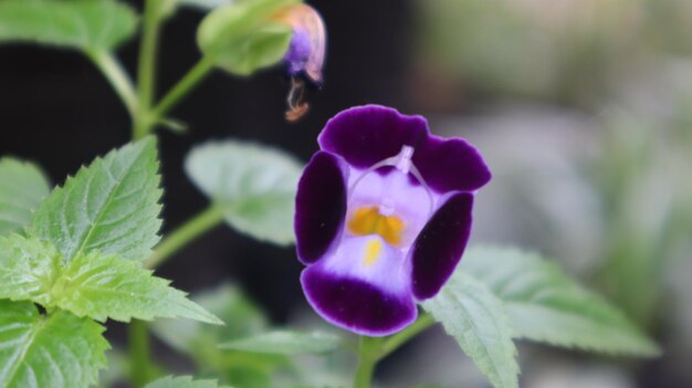 Torenia fournieri. Querlenker Blume. einjähriges Kraut. die Bluewings-Blume, ist eine einjährige Pflanze.