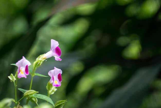 Torenienblume mit weichem, verschwommenem Hintergrund