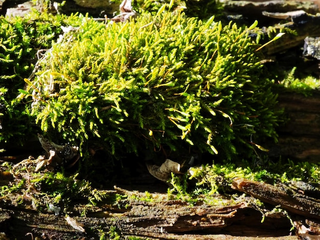 Torfmoos auf einem Baum