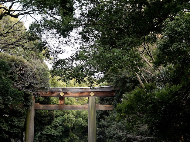 Torii bei Meiji Jingu in Japan