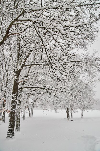 Tormenta de invierno fila de árboles cubiertos de nieve espesa