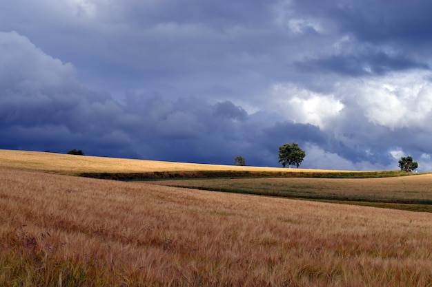 Tormenta sobre un campo de cereales