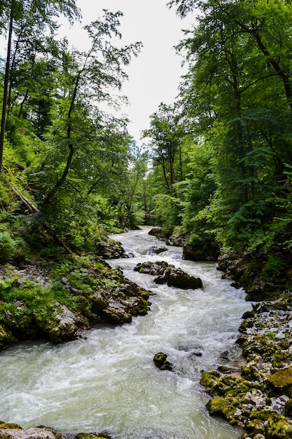 Tormentoso río de montaña y costa rocosa. Valle del bosque