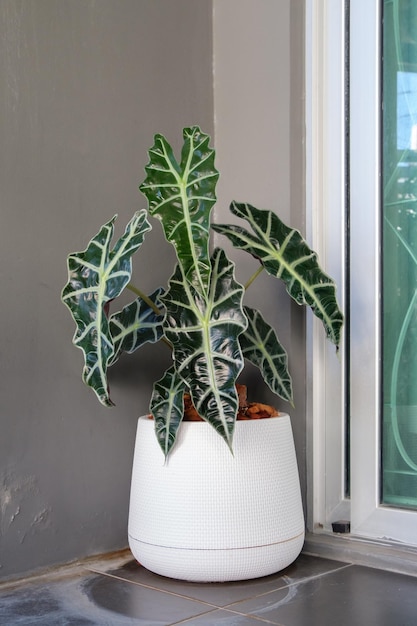 El toro Alocasia sanderiana en la maceta de plástico blanca cerca de la esquina del balcón en la vista frontal de la casa moderna con el espacio de copia