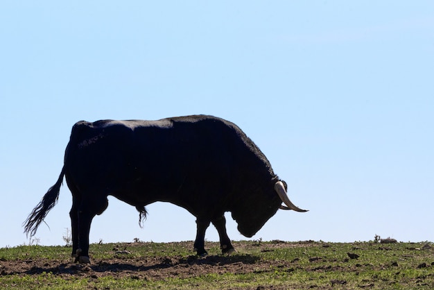 Toro bravo o toro lidea en el campo toro furioso listo para embestir