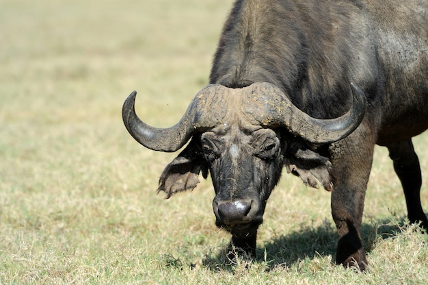 Toro búfalo africano salvaje. África, Kenia