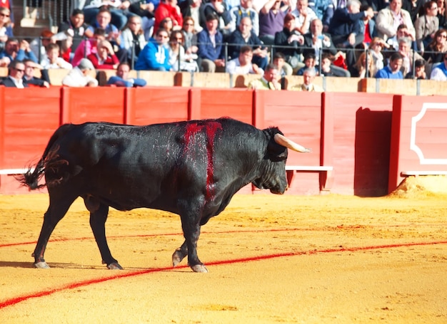 Foto toro caminando por tierra en la arena de toros