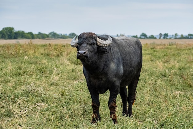 Foto un toro con cuernos está de pie en un campo con un fondo de cielo