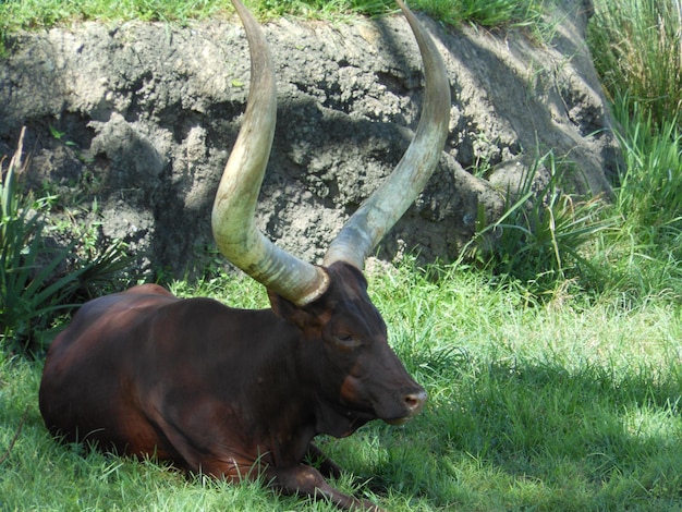 Un toro descansando en el campo