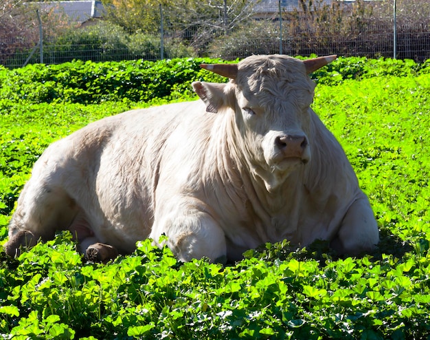 Toro descansando en un prado