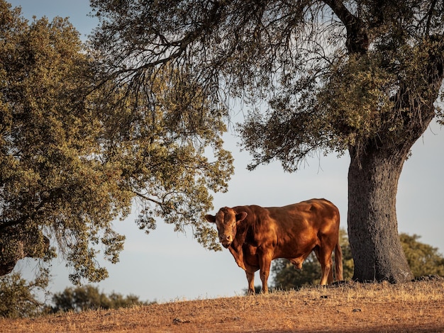 Toro entre encinas en una dehesa