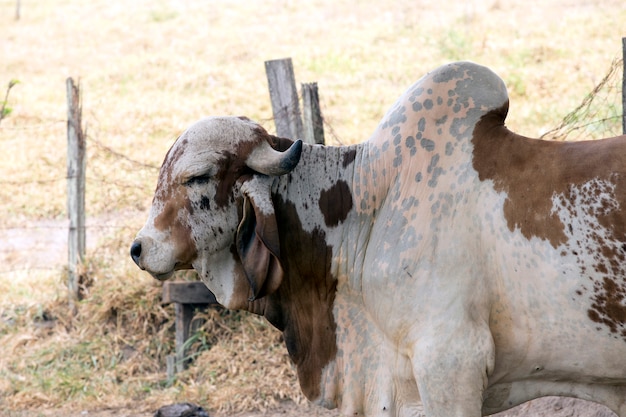 toro impuro de raza Gir