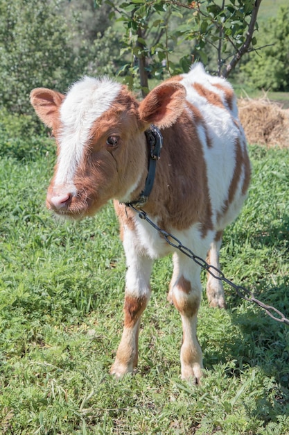 Toro joven atado con una cadena de hierro en el paisaje rural en el fondo