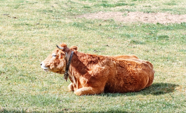 Toro joven becerro de varios colores