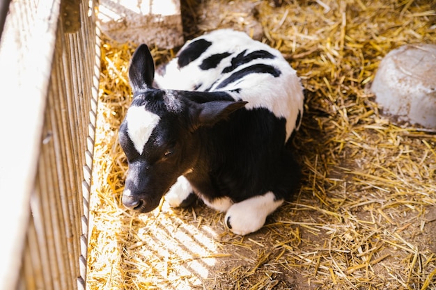 Un toro joven está acostado en el heno en el granero y descansando El ternero es blanco y negro Luz solar brillante y sombras Cría de animales Industria agrícola