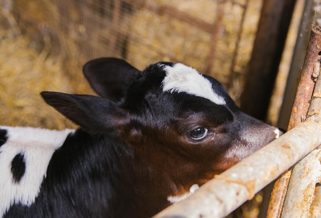 Un toro joven está parado en el granero El ternero es blanco y negro Cría de animales Industria agrícola