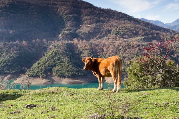 El toro joven se pasta en un prado de montaña cerca del primer plano del lago