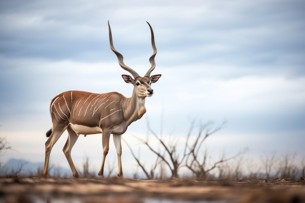 toro Kudu pastando con el cielo nublado por encima