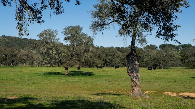 Foto toro de lidia español en los pastos cerca de los robles de la dehesa andalucía, campo de españa. grandes toros negros pastando la hierba en un prado en el hermoso día de sol de primavera