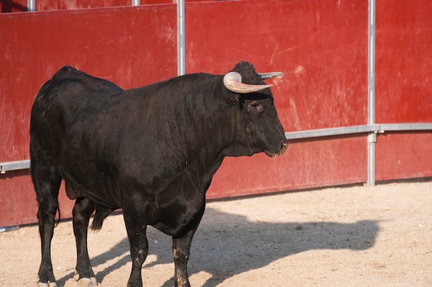 Toro de lidia