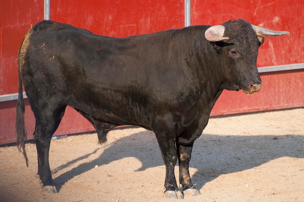 Toro de lidia