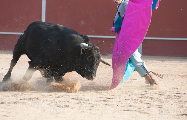 Toro de lidia