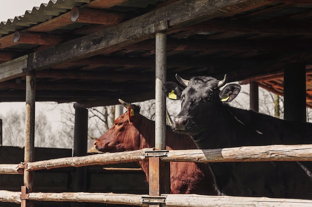 Toro marrón en una granja rural en un establo.