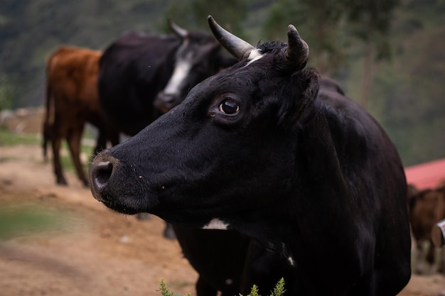 Toro negro en un camino rural de montaña