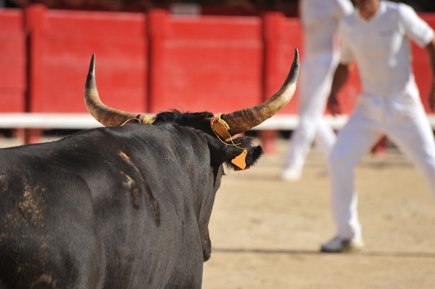 Foto toro negro corriendo en la arena