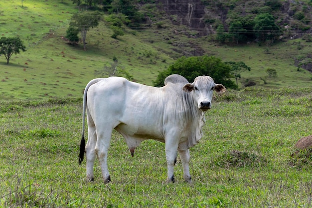 Toro Nelore blanco en el pasto