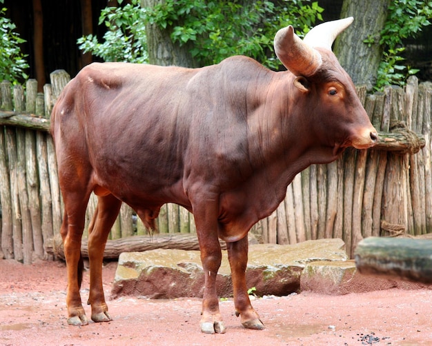 Toro de pie en el suelo