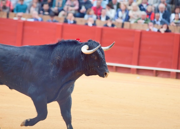 Foto el toro en la plaza de toros