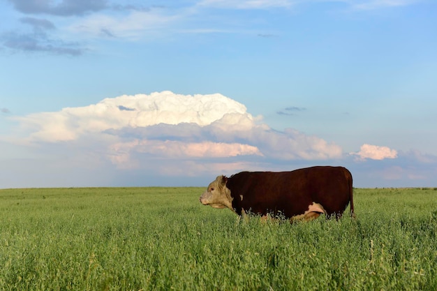 Toro de raza en el campo Hereford Pampa Argentina