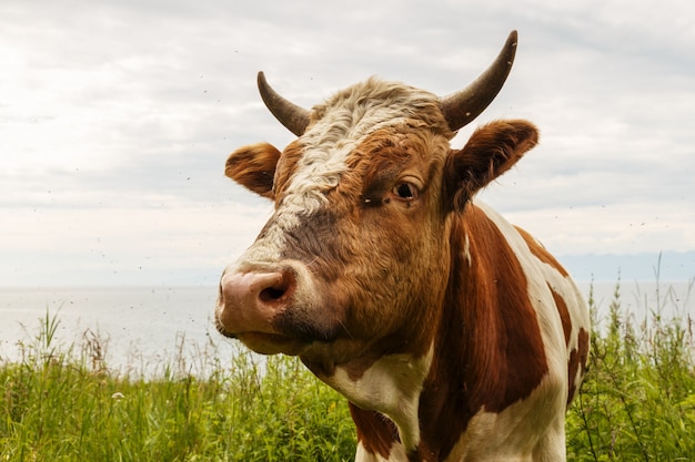 Toro rojo en el pasto