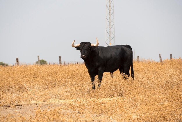 Toro salvaje en el campo