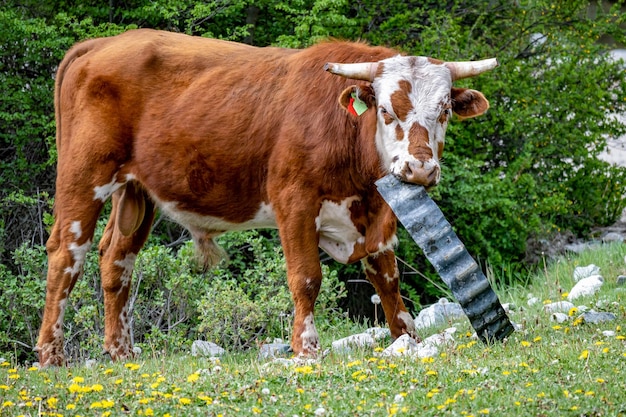 Toro (ternera) comiendo chapa.