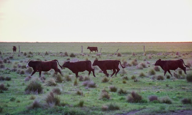 Toros criados con pasto natural Argentina