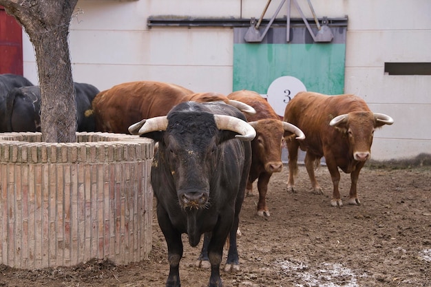 toros de lidia en corrales