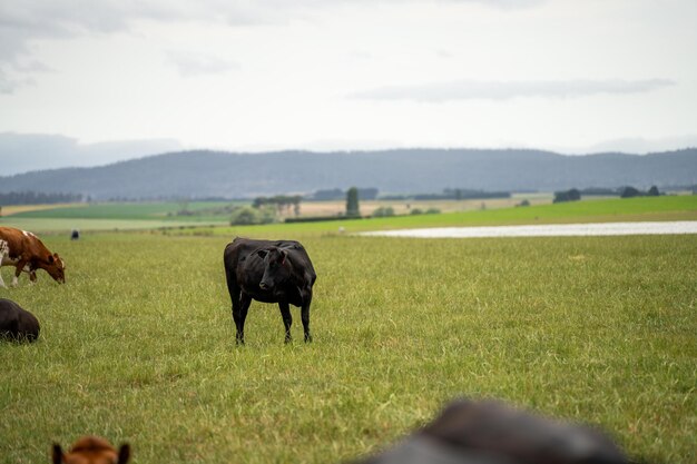 Toros y vacas de carne de semental que pastan en el césped en un campo en Australia Las razas incluyen Speckle Park Murray Grey Angus Brangus y Wagyu