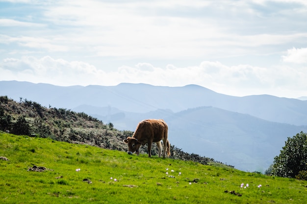 Toros y vacas que viven en libertad en las montañas